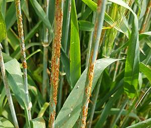 DAF pathologist Lisle Snyman will present information on barley stem rust (pictured) at the Grains Research Update in Goondiwindi in March. An outbreak of barley stem rest occurred late last season in the Brigalow, Chinchilla, Dalby, Brookstead and Jandowae regions. Photo: DAF