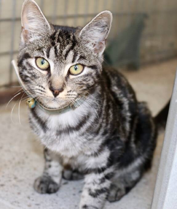 Ellie, the nine-month-old cat, is in need of a loving home.
