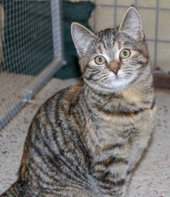 Three-month-old Autumn is in need of a loving home.