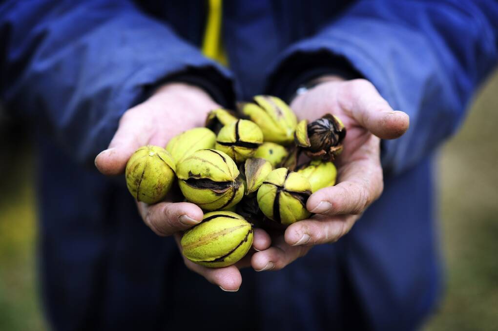 Moree locals and visitors are encouraged to enhance their Moree on a Plate experience with a guided tour of the Trawalla pecan nut farm on Friday, May 10 or Monday, May 13. Photo: Tourism Moree