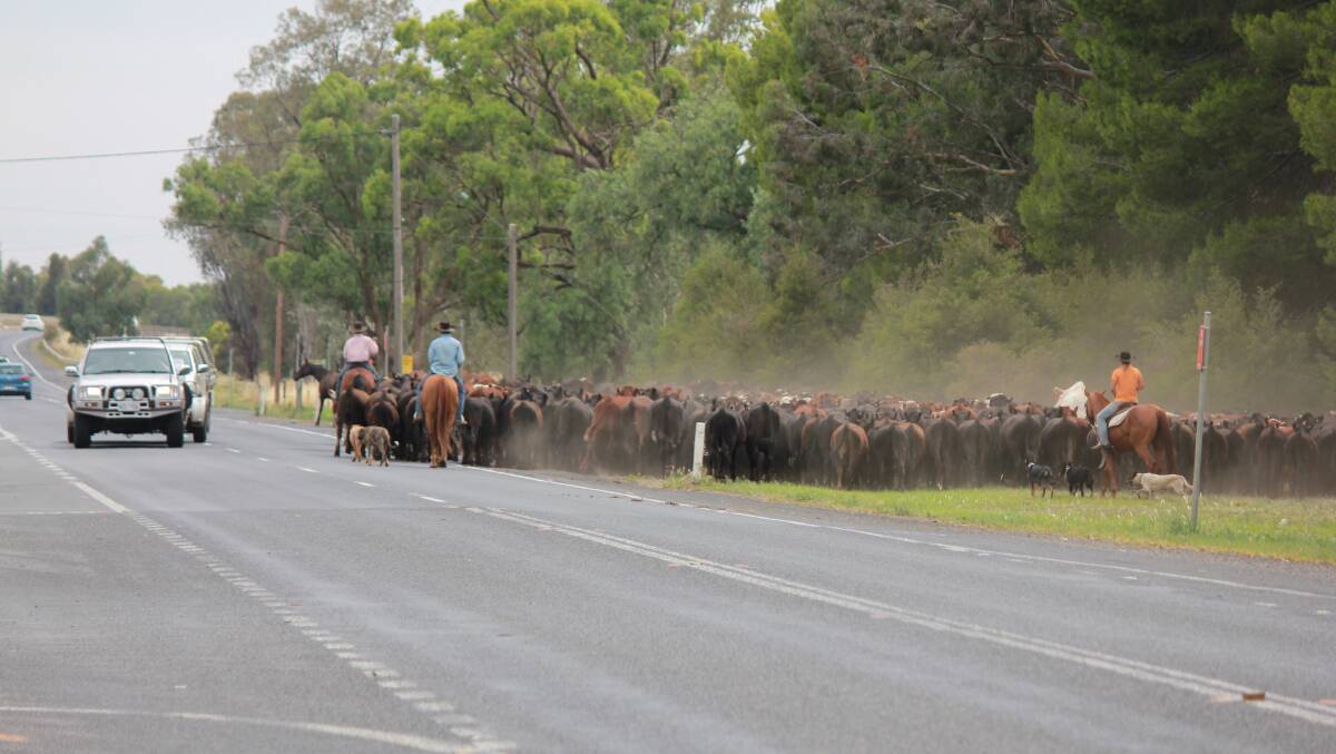 PROCEED WITH CAUTION: Cattle on the move along the Newell Highway.
