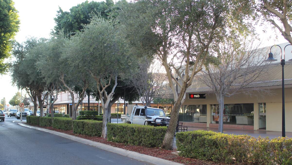 The olive trees located in Heber Street. This is one of the options being considered to replace the Ficus Hillii trees in Balo Street.