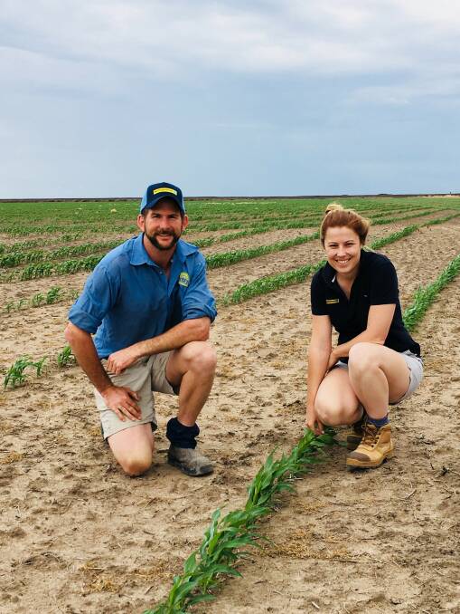 ON TRACK: Moree agronomist Byron Birch and Heritage Seeds area manager Bec Cope checking out a sorghum crop south of Moree.