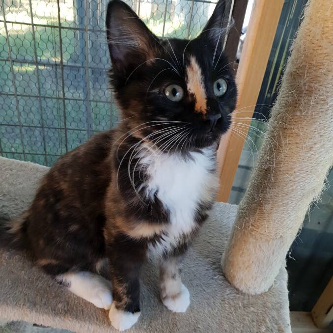  FAMILY WANTED: Zahara, the three-month-old tortoiseshell kitten, is in need of a loving home.