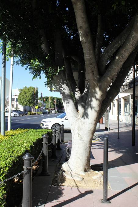 SET FOR REMOVAL: All 17 of the mature Ficus Hillii trees in Balo Street will be removed as part of council's tree replacement program.