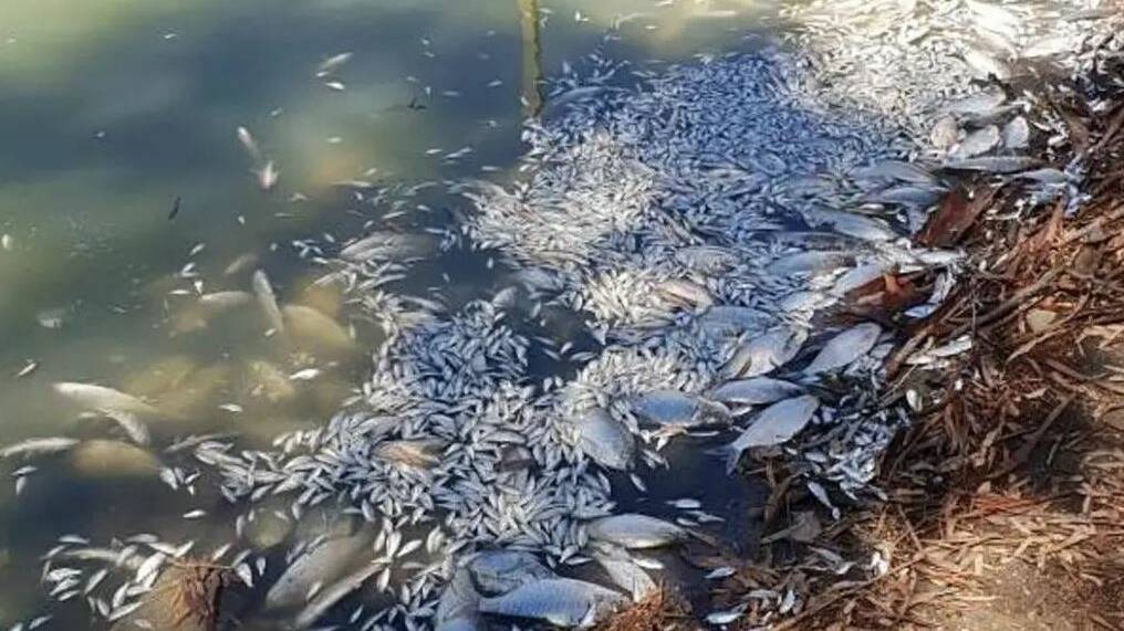 The Federal Labor Party and the Federal Government last week released their respective independent panel reports into the Menindee fish kill events which occurred earlier this summer. Photo: Rob Gregory