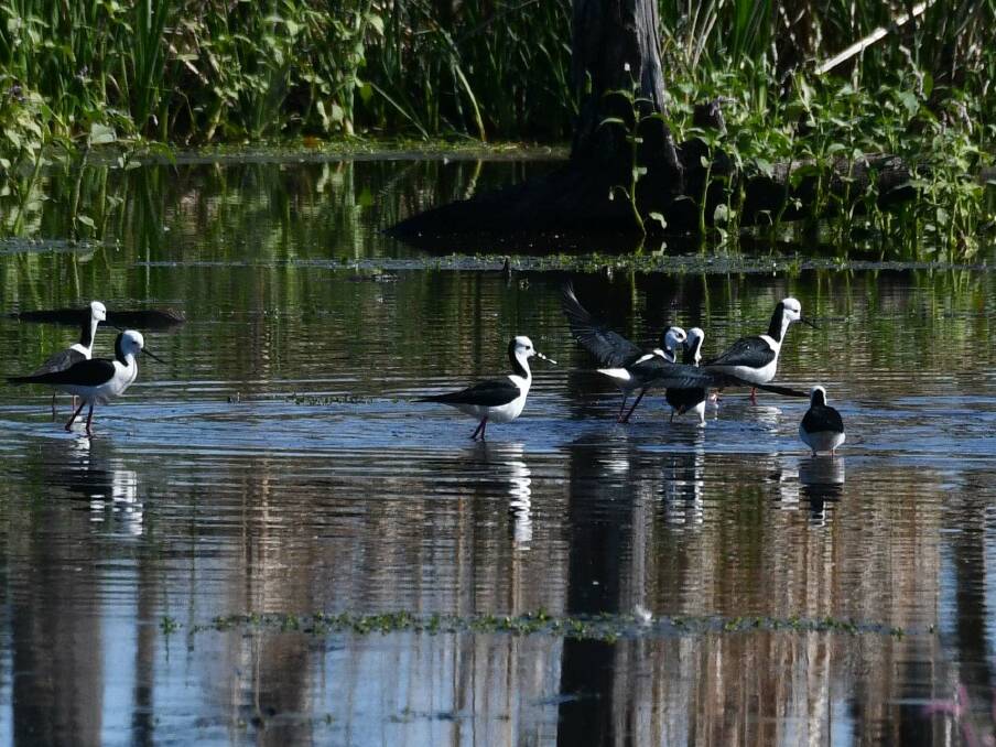 A wide array of waterbird species can be spotted at the Gwydir Wetlands, with the waterbird Lagoon now open to the public. Photo: National Parks and Wildlife Service