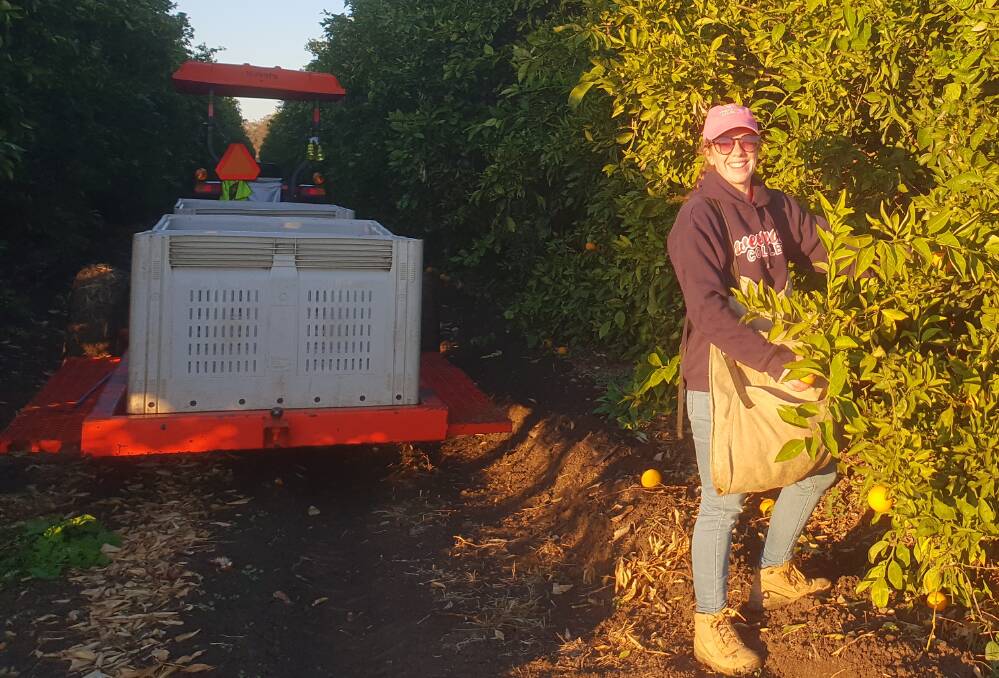 Moree Champion journalist Sophie Harris spent the past two months orange picking while the paper was suspended. 