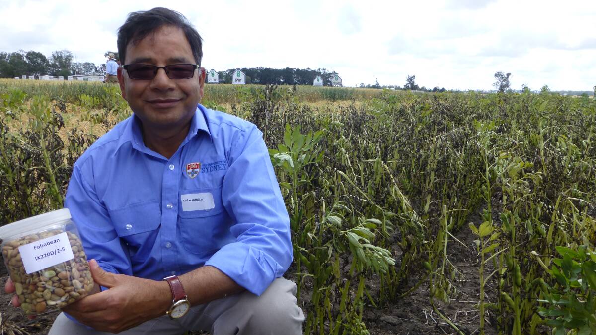 Sydney University faba bean plant breeder Dr Kedar Adhikari with the recently released new high yielding, improved disease resistant and high quality, faba bean variety PBA Nanu.
