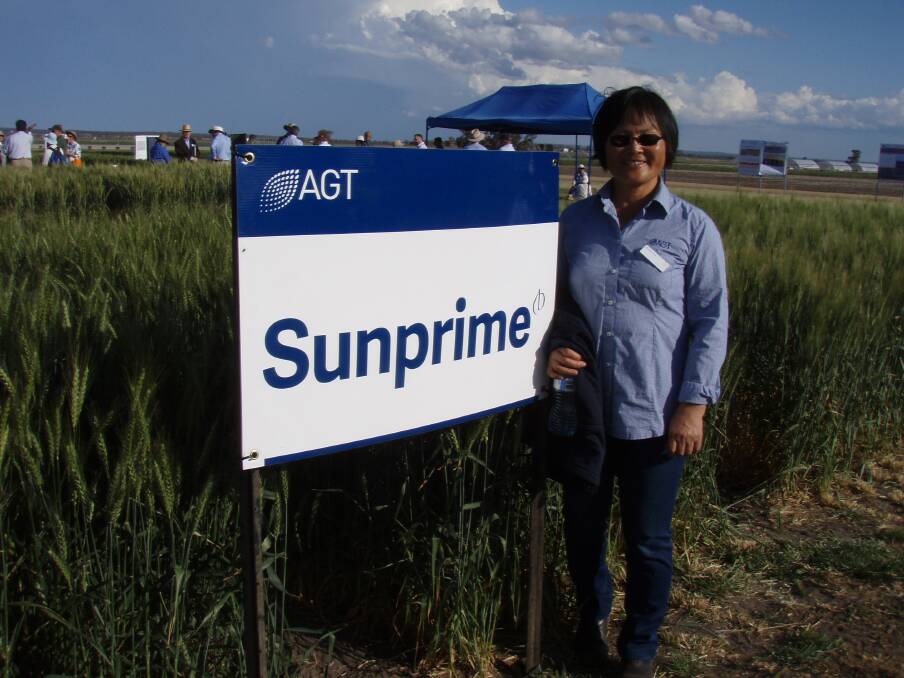 New wheat variety Sunprime released at the recent Narrabri Sydney University field day with senior AGT wheat breeder Dr Meiqin Lu. 