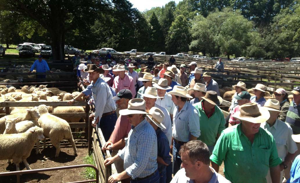 SCALING BACK: The Armidale saleyards will now host fortnightly sheep and cattle sales. 