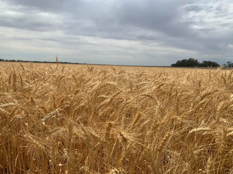 SETBACK: Farmers in the northern part of the region will be hoping to harvest their crops before more predicted rain arrives later this week. Photo: Dimity Smith