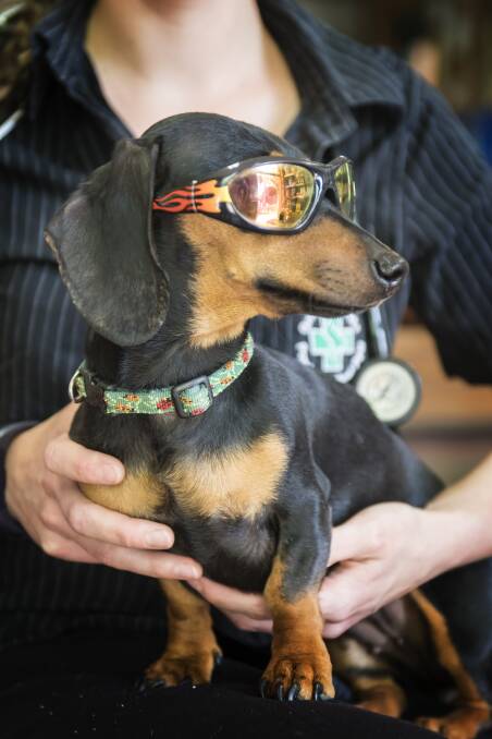 CHILLI DOG: Chilli the daschund models some dog-size sunglasses, as vets warn owners to mitigate the risks of sun and heat to their pets. Photo: Peter Hardin 141117PHD109
