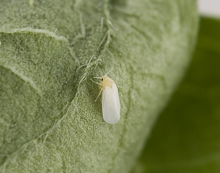 Applaud Insecticide from Corteva Agriscience™ can be used int the control of Silverleaf whitefly, pictured here, and Solenopsis mealybug.