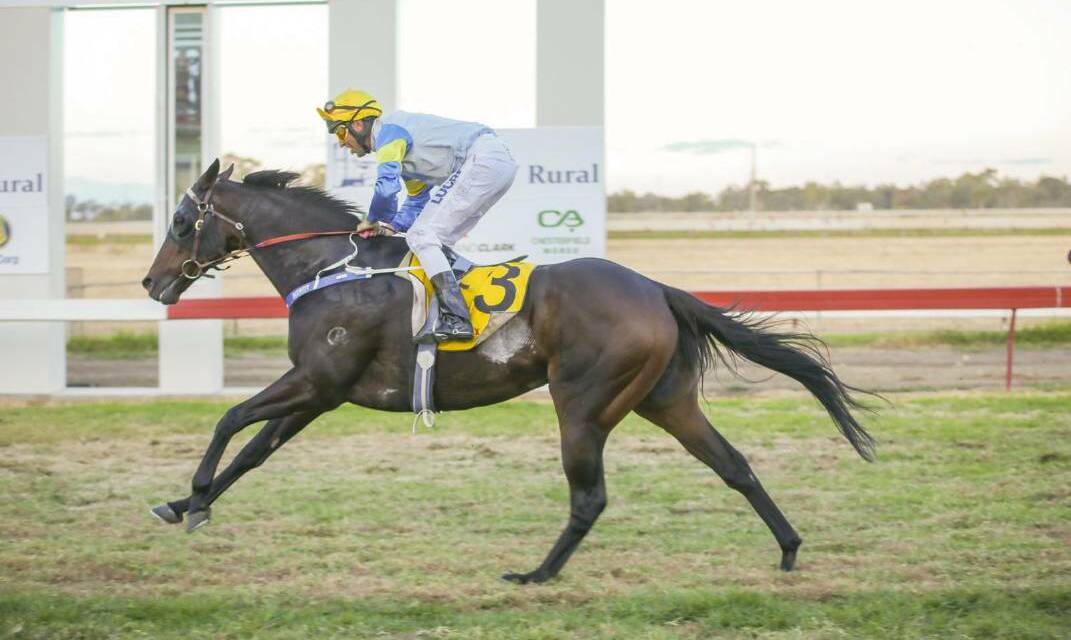 PURPLE PATCH: Track Flash, trained by Moree-based Peter Sinclair, has continued his hot run in picnic cups. Photo: Bradley Photographers