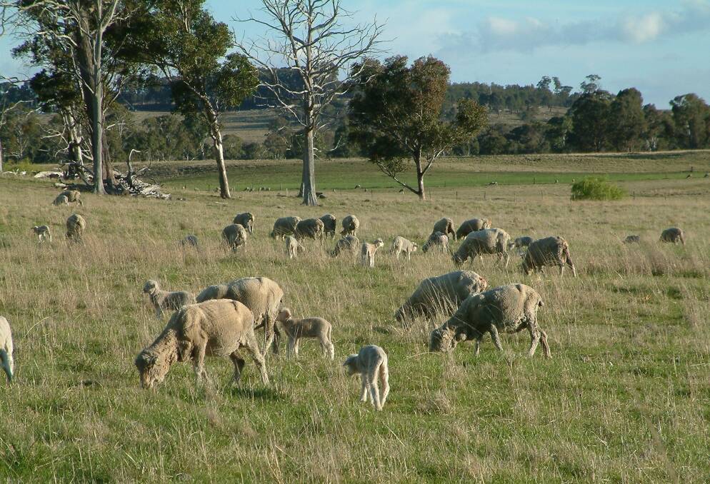 Not just routine: There are many things to consider before drenching your sheep. Picture: Deb Maxwell
