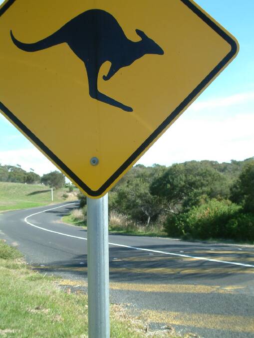 Watch out for kangaroos