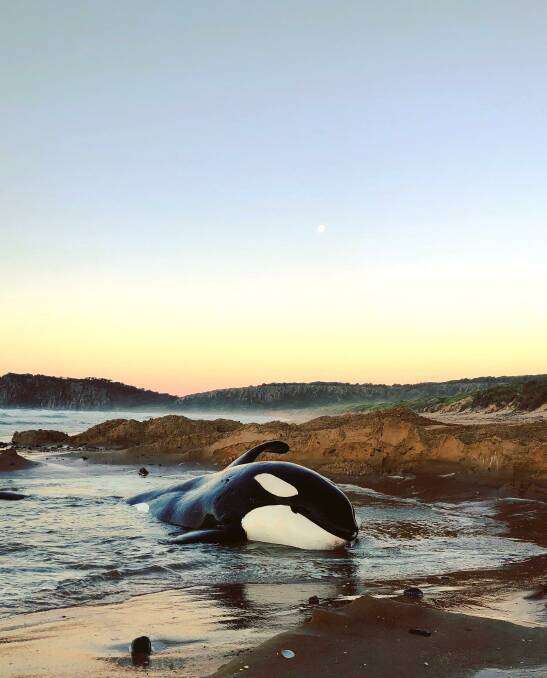 The stranded killer whale as the tide rose on Saturday evening. Picture: Ellen Bodell