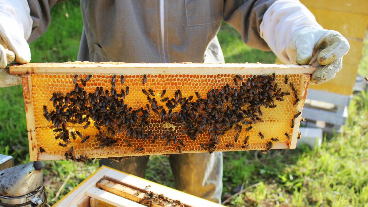 Beekeepers, forestry businesses and horticulturists bushfire grants