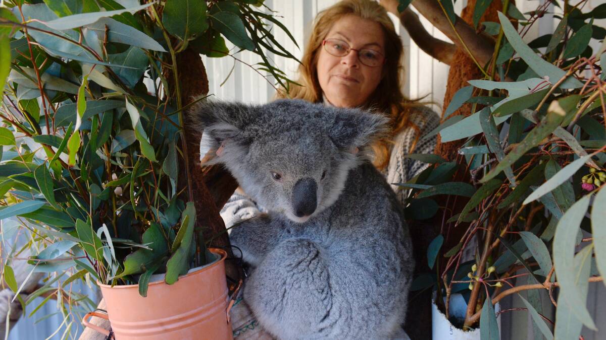 Koalas extinct by 2050? You have to be joking, the NSW Government has told the WWF.