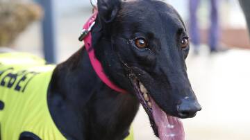 Good Odds Cash a leading candidate in the National Sprint Championships. Photo: Supplied