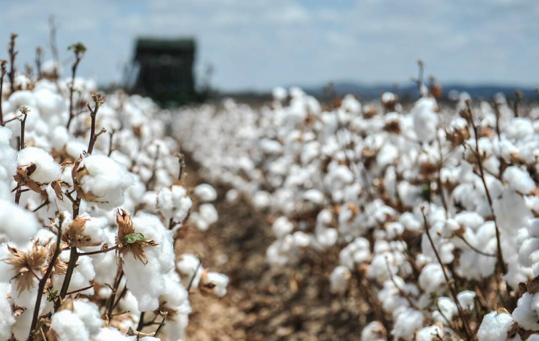 South Australian politician Rex Patrick wants to halt the export of Australian cotton.