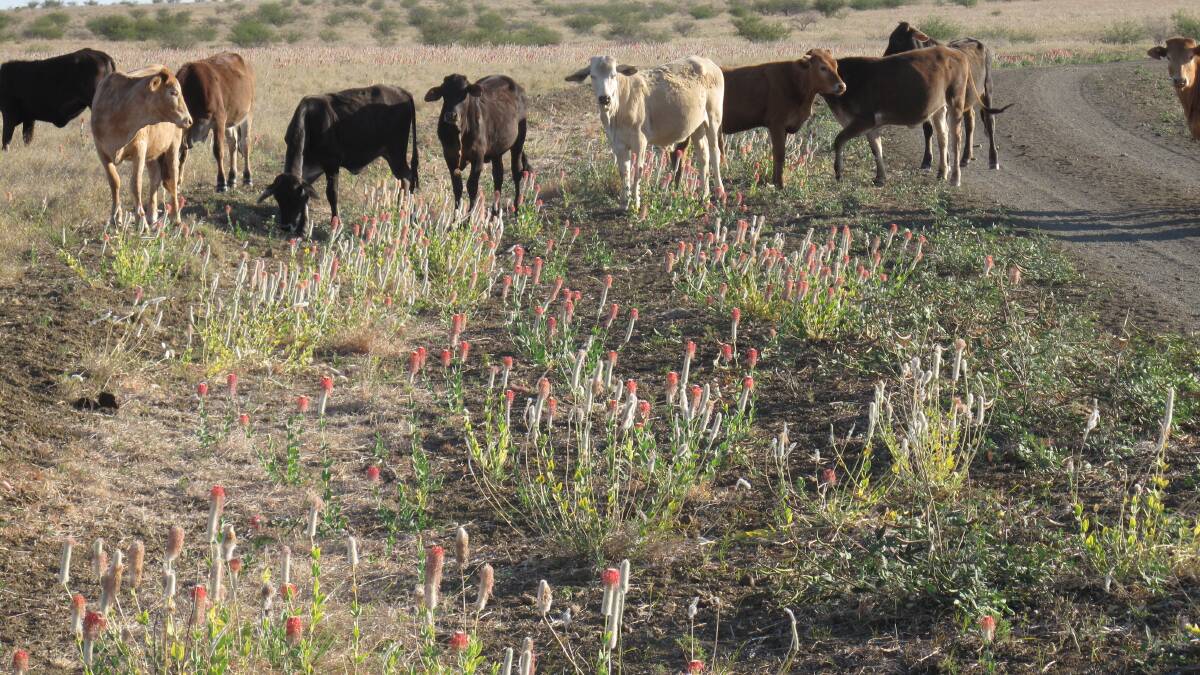 Pimelea remains livestock threat