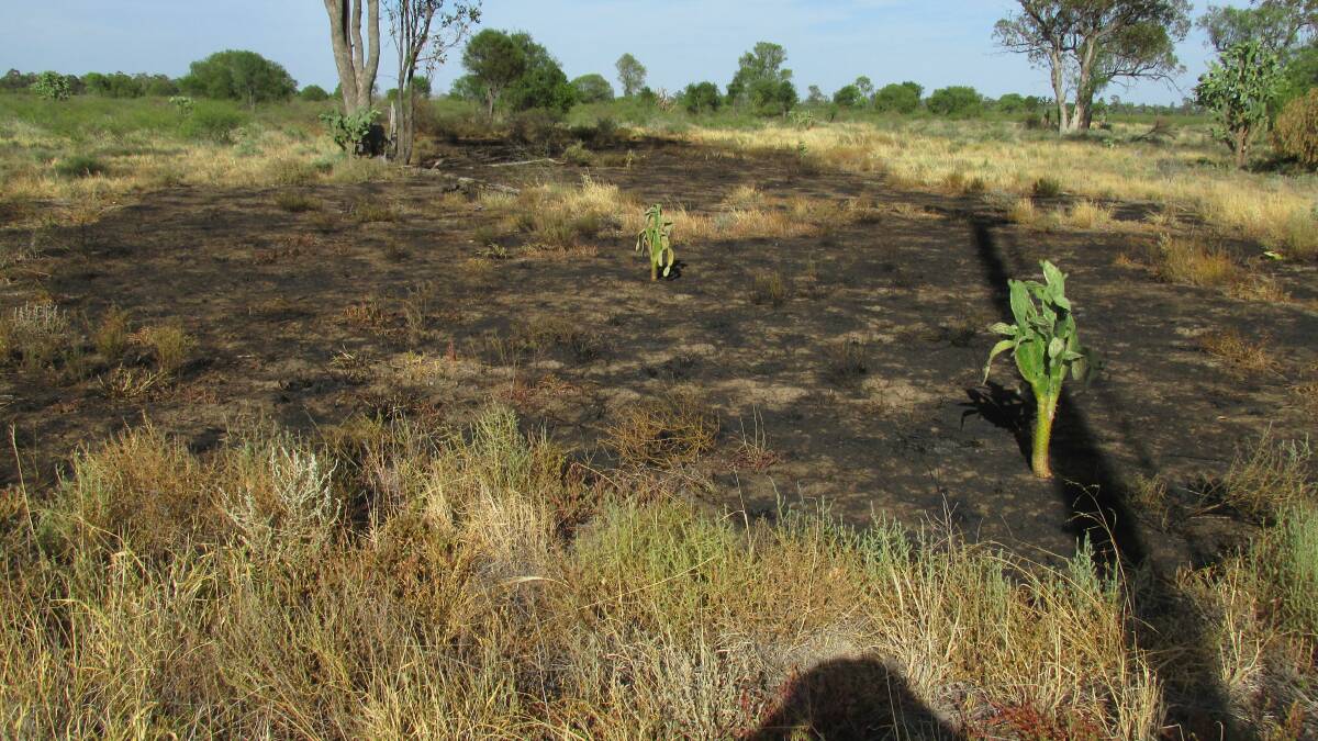 The aftermath of the grass fires in Ashley. Photo: Michael Ivanov.