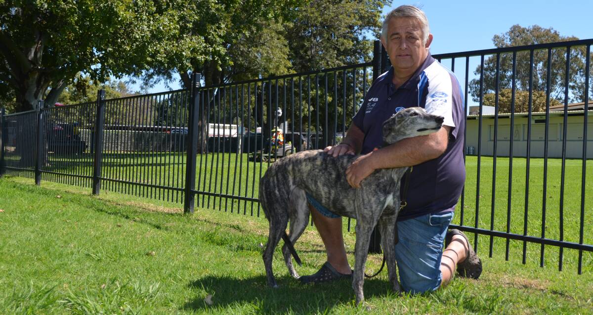 Loved as pets: Neil Dallison with retired greyhound Tylah who used to race as 'Should We Know'.