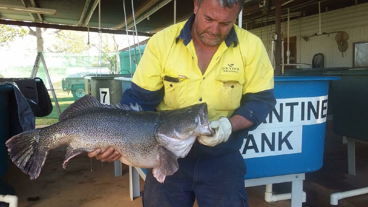Native fish: This healthy-looking Murray Cod was saved from a small water hole near Bingara and relocated to the hatchery. Photo: Bingara Angler's Club Facebook page.