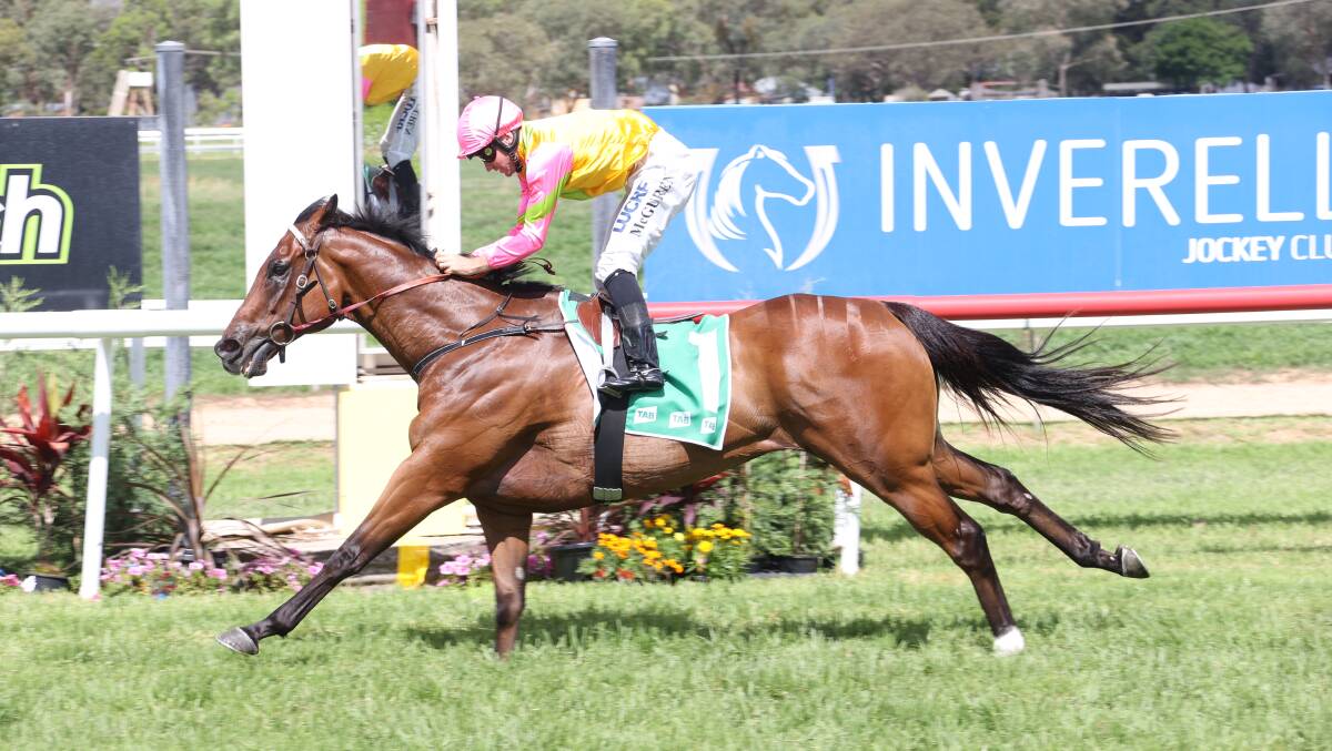 Too good: Upstart overcame a big weight and lack of racing to win Friday's Inverell Cup. Photo: Bradley Photos