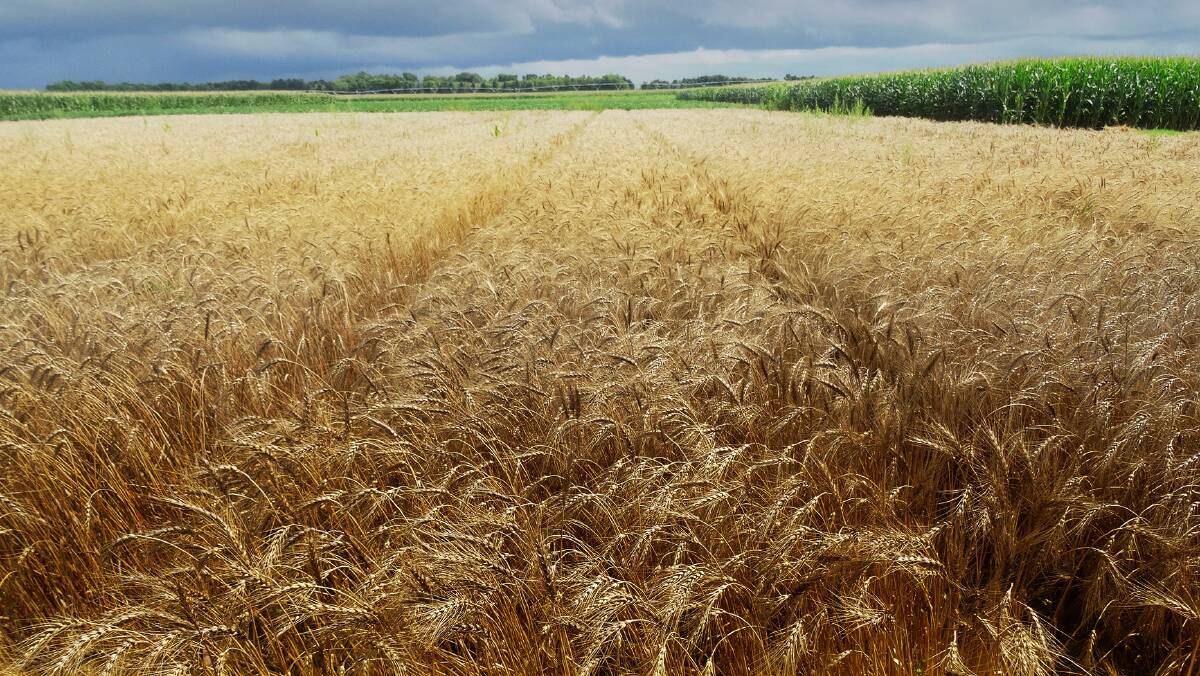 Indigo Agriculture have released their 2018 wheat and barley data showing a yield increase.