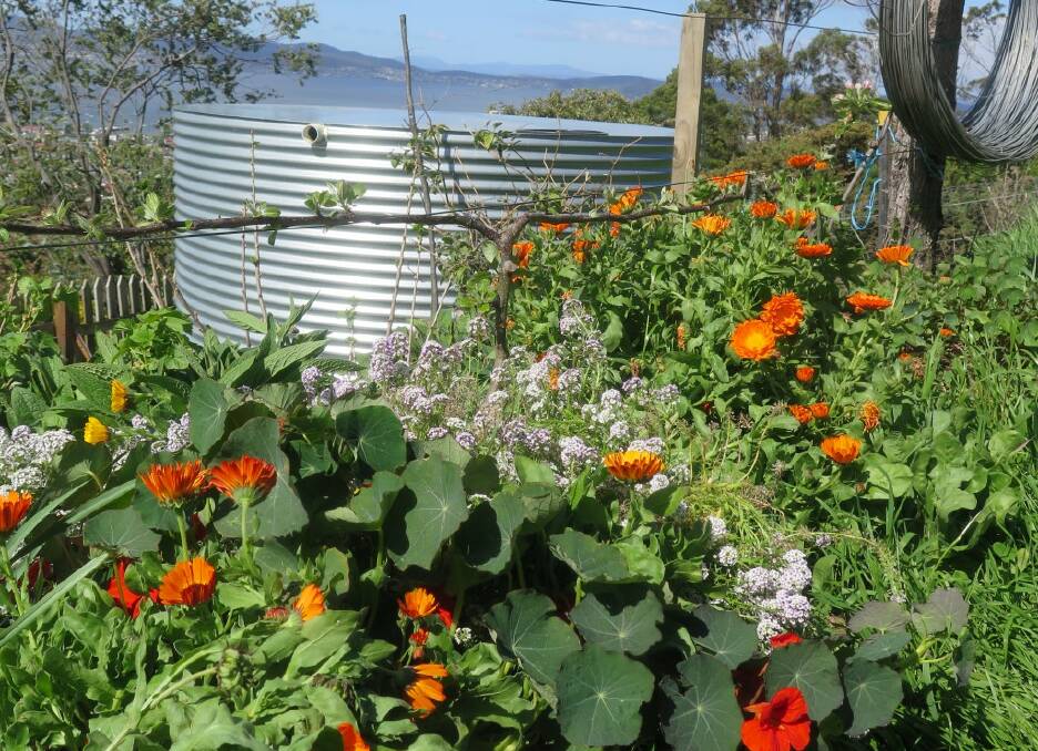 Nasturtiums, calendula and sweet alyssum all acting as a living mulch and looking fine in the process.
