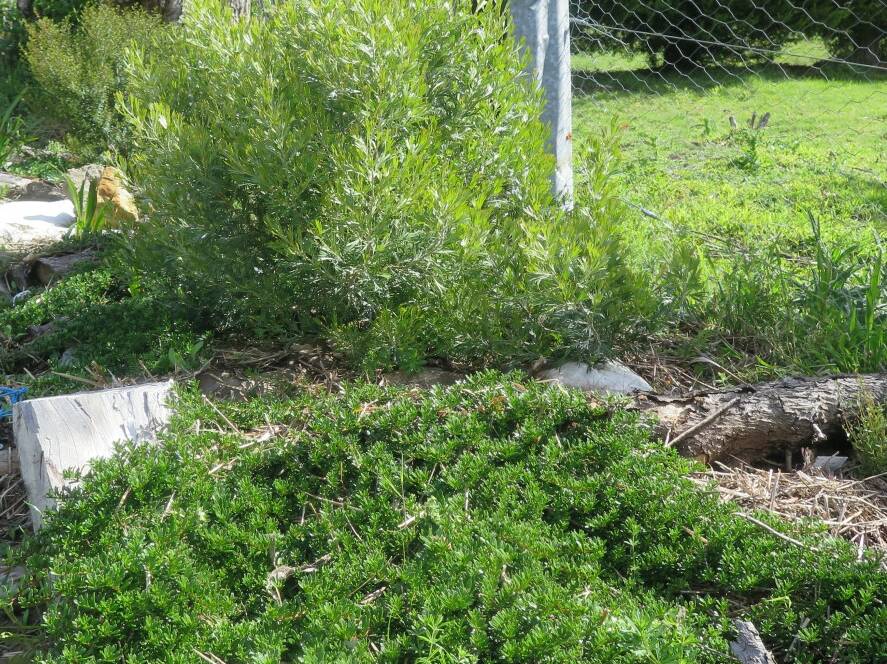 Creeping boobialla (Myoporum parvifolium) smothers out grass beneath a young grevillea.
