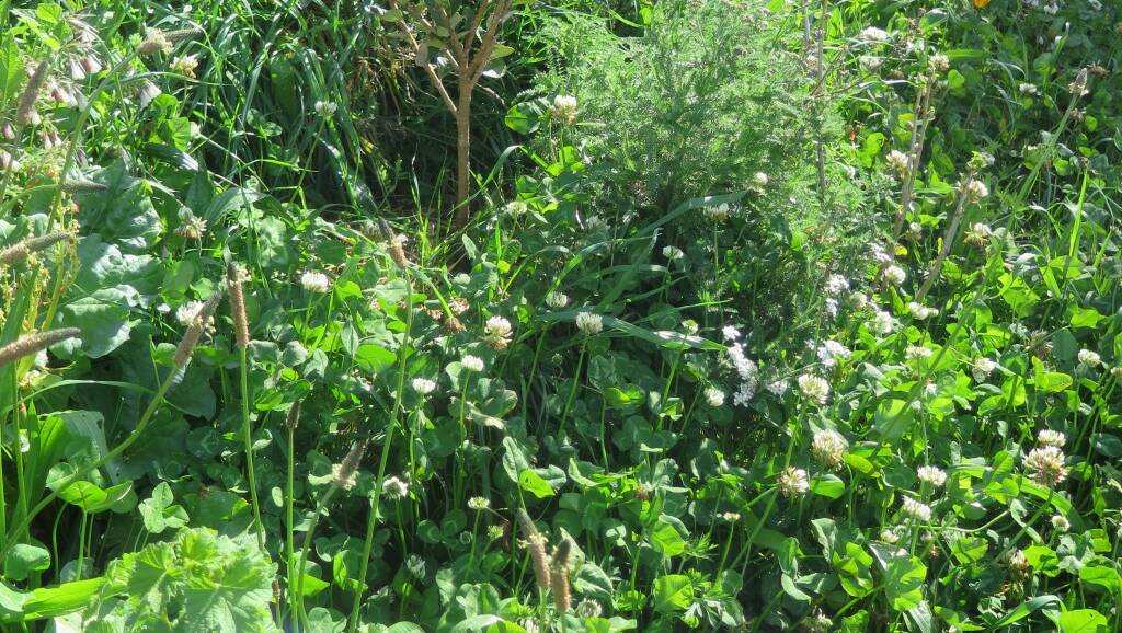 Clover (plus yarrow and plantain) flanking one our feijoa trees.