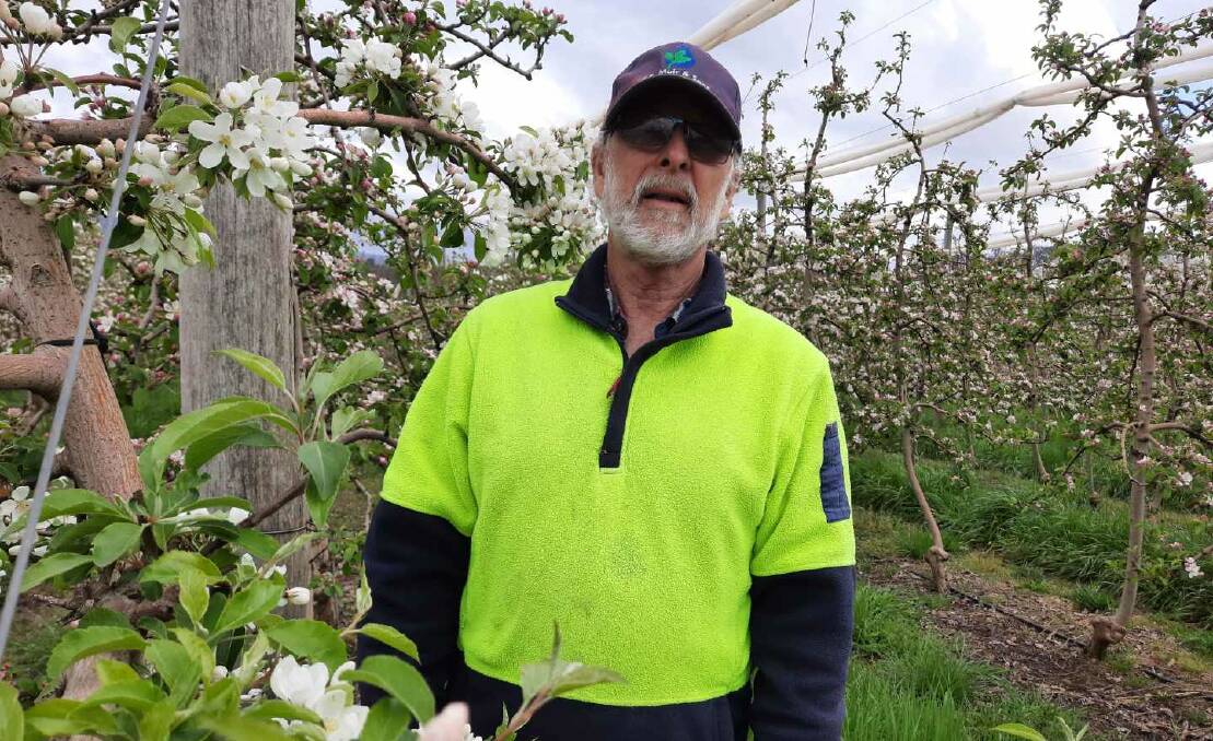 Batlow apple grower Ralph Wilson said the new agriculture visa sounded good and he was hopeful it would help address the problems faced by the industry over the past year. Picture: Supplied.