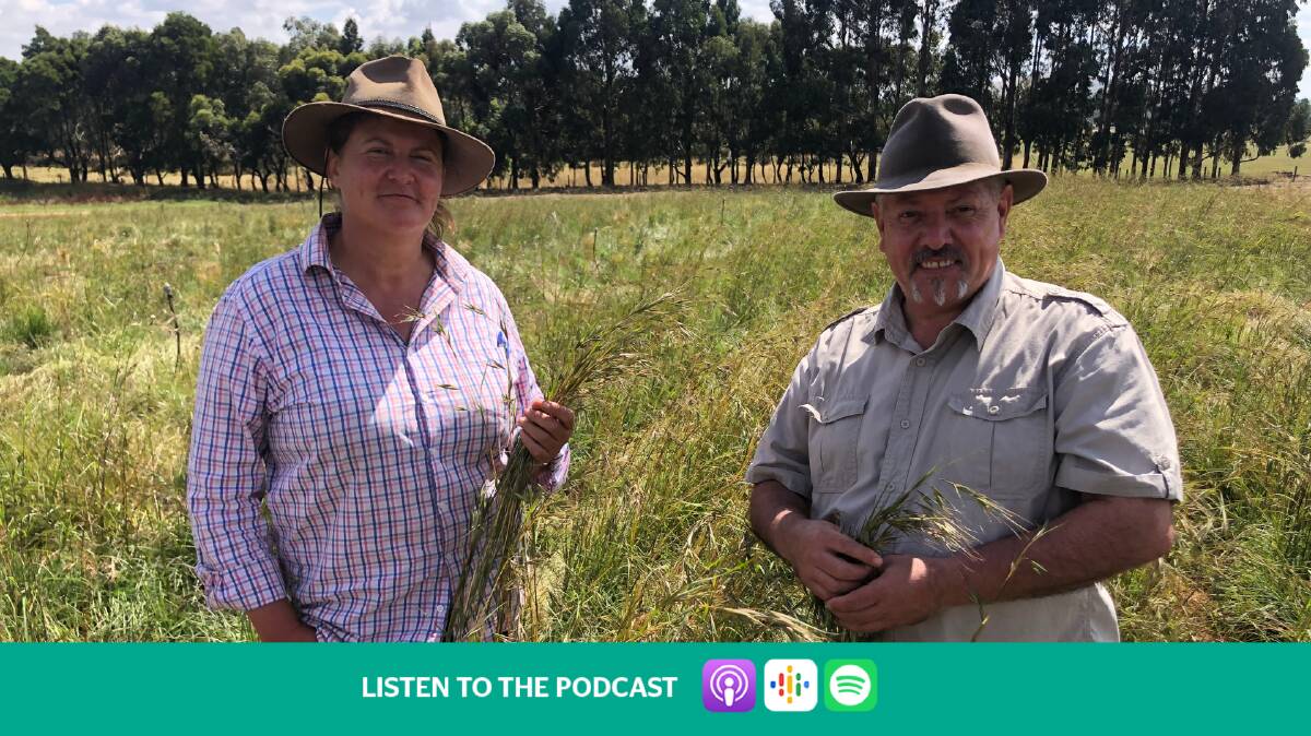 Latarnie McDonald and Rodney Carter are trying to make kangaroo grass a viable crop. Picture: Tom Melville