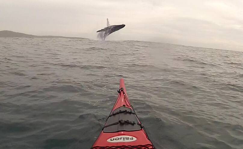 CLOSE ENCOUNTER: A humpback whale breaches spectacularly in front of Dean Sorley's kayak in Fingal Bay last week. Picture: Dean Sorley