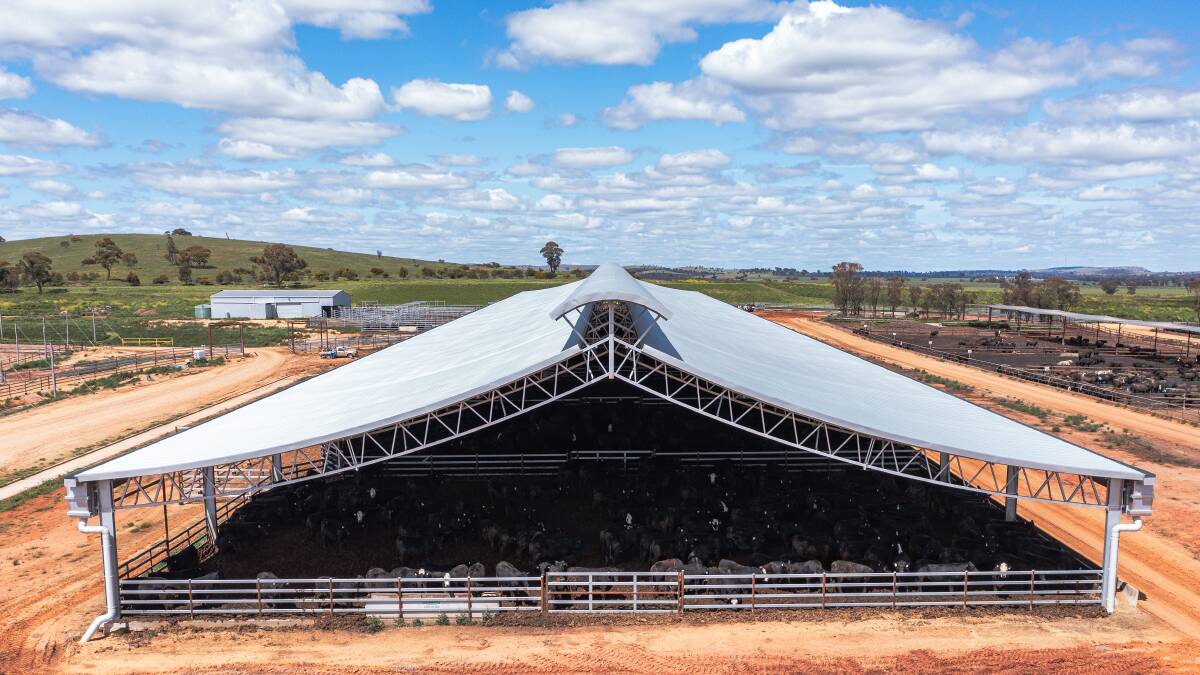 Tey's trial is aimed at answering the question of whether a shed to manage cattle can improve animal health, productivity, and profit. Picture supplied.