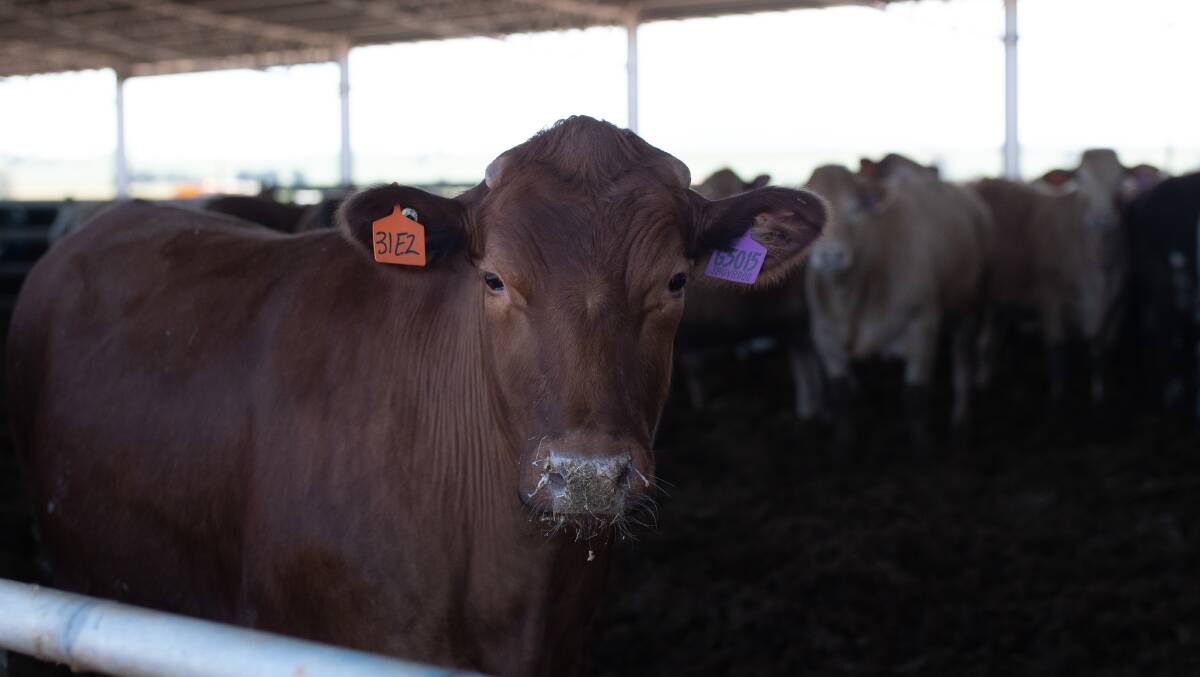About 60,000 British bred steers a year pass through the North Central Victorian feedlot. Picture supplied.