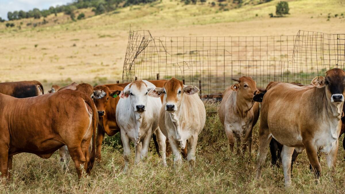 Organic beef operation Barfield Station's Brahman and Brahman-cross cattle. Picture: Supplied
