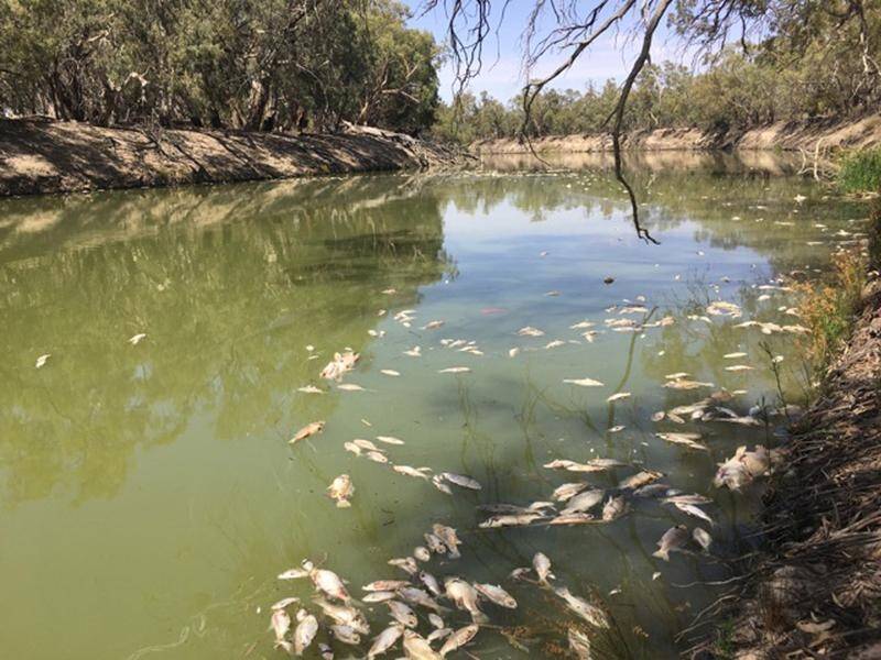 Government mismanagement and not drought is behind western NSW's fish deaths, residents say.