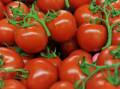 Scientists say genetically modified tomatoes could help provide a reliable source of vitamin D.
