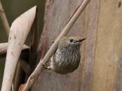 The King Island brown thornbill is among 60 Australian animals that could be saved from extinction.
