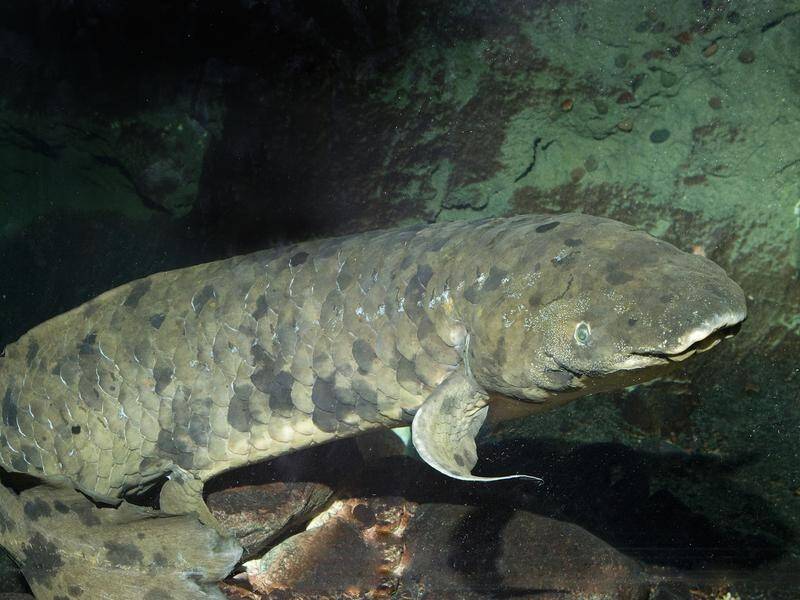 Researchers say the Australian lungfish is our closest living fish relative.