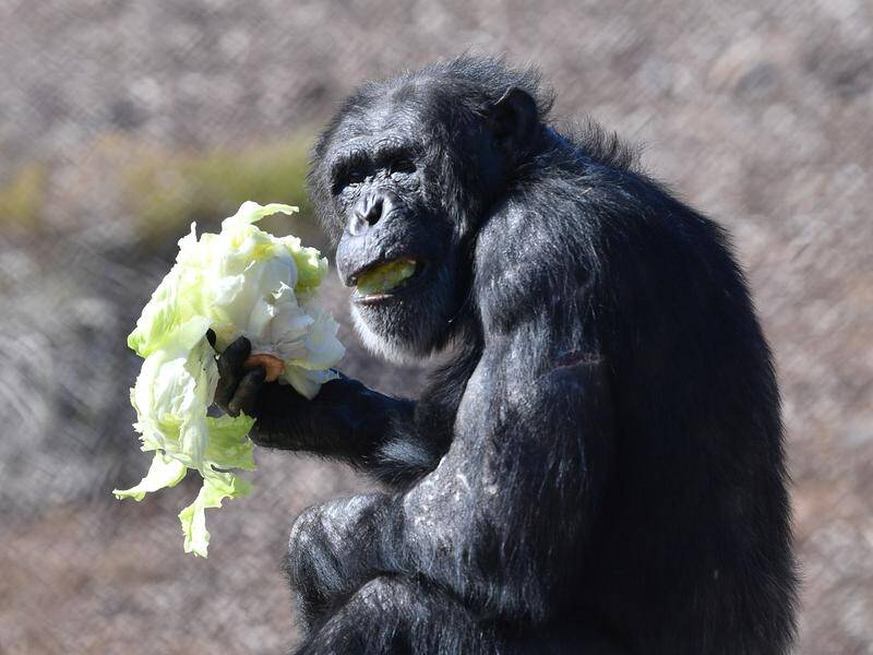 Chimpanzees can identify where they have already searched for food, a study has found.