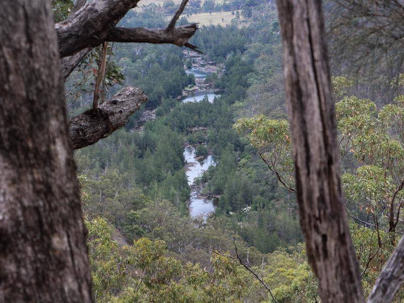 Ecologists fear over 80 per cent of the heritage-listed Blue Mountains may've been lost to bushfires