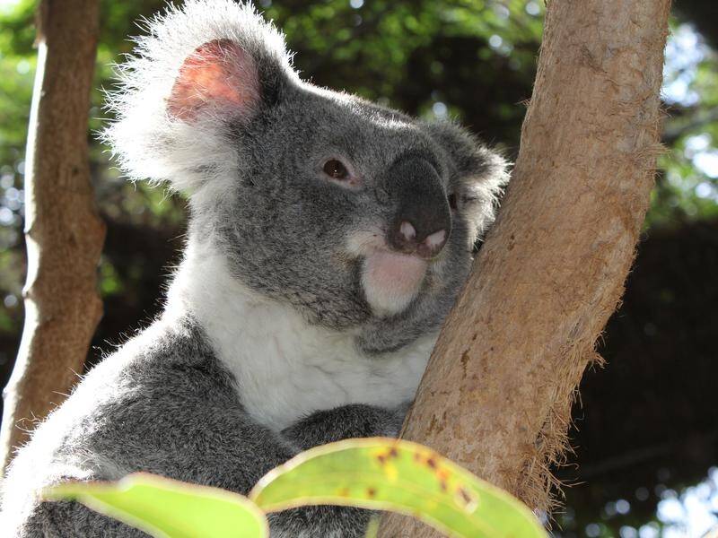 Concerns have been raised about the potential extinction of NSW's koala population.