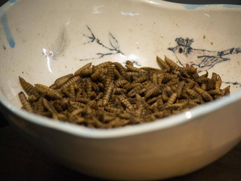 Black soldier fly larvae can be used to get rid of food waste. (PR HANDOUT IMAGE PHOTO)