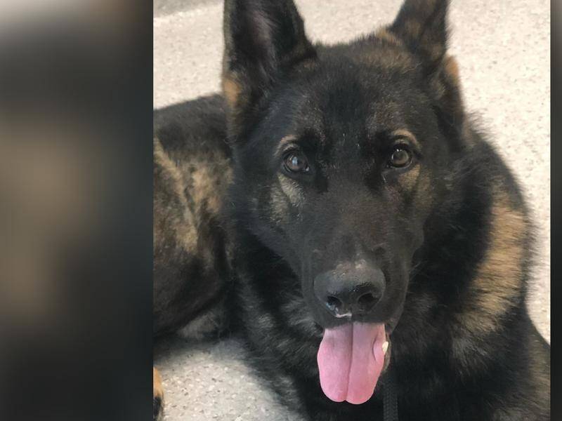 An exhaustive search has not found missing Qld police dog Quizz, with his handler 'heart-broken'.